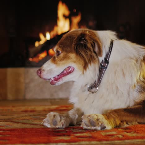 dog lying in a cozy house near the fireplace 2