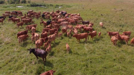 Aerial-shot-over-herd-cattle-pasturing-on-green-field-organic-farm,-Europe