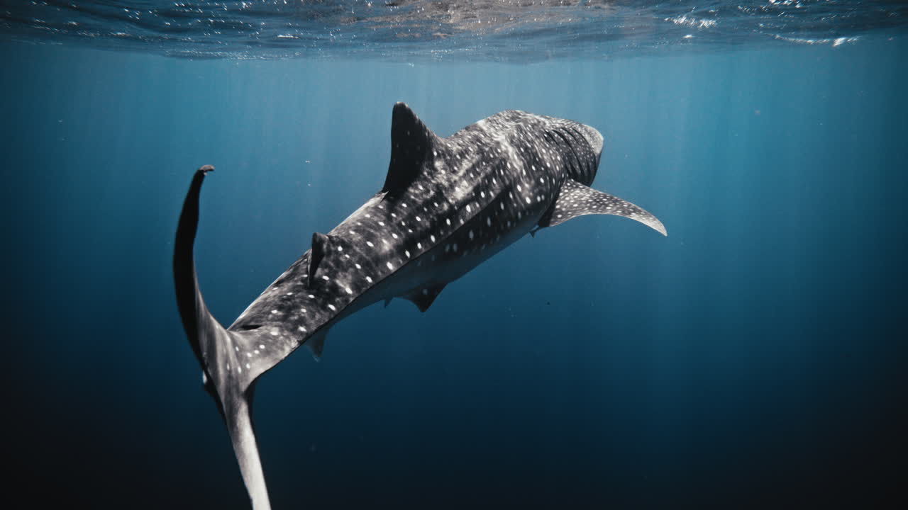 Rear view follows whale shark tail fin swaying and pumping as it swims in ocean underwater