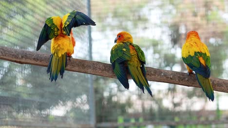 pájaros coloridos posados en una rama de madera