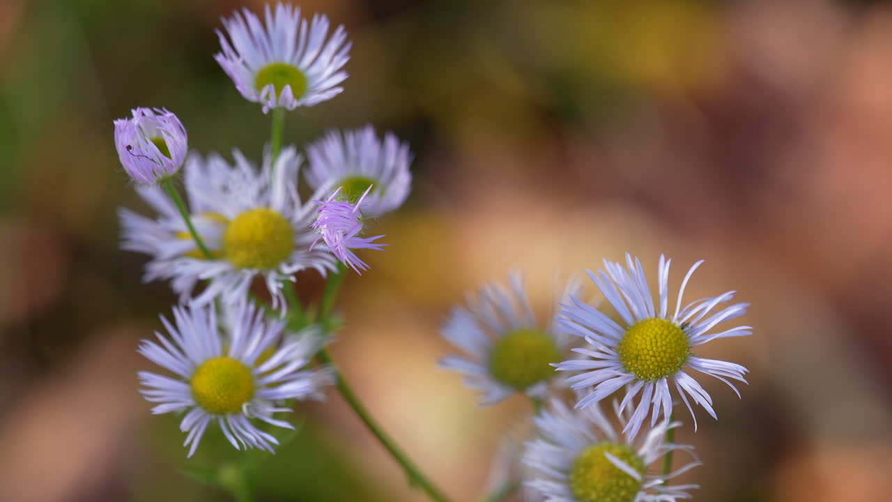 Cluster of small wildflowers captured with shallow depth of field.,