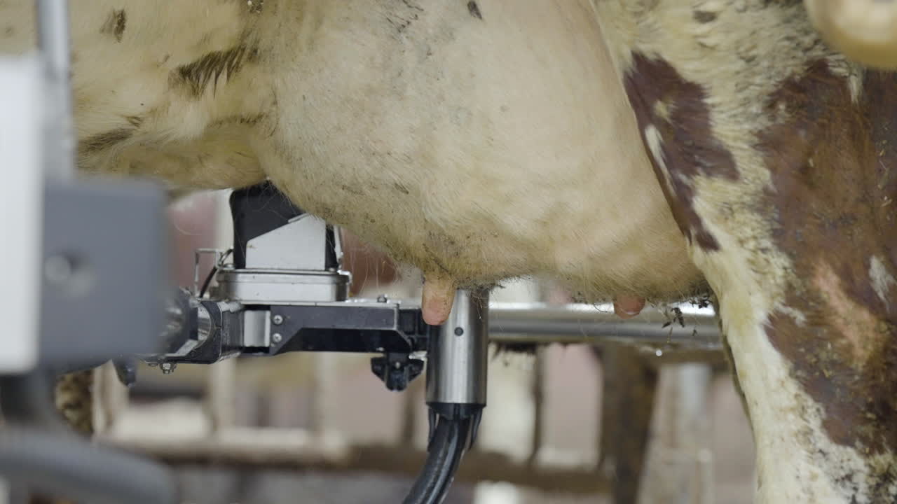 Milking robot sucks teat of cow udder to produce milk