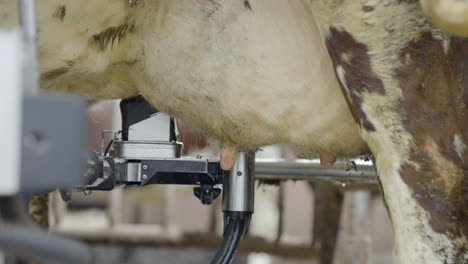 milking robot sucks teat of cow udder to produce milk