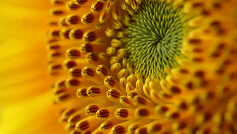 macro shot of a flower's center