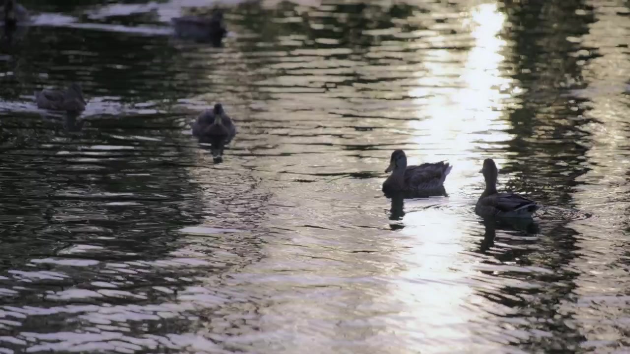 Ducks swimming in the lake at sunset