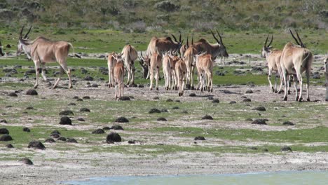 una manada de eland común con terneros se aleja de un cuerpo de agua en áfrica