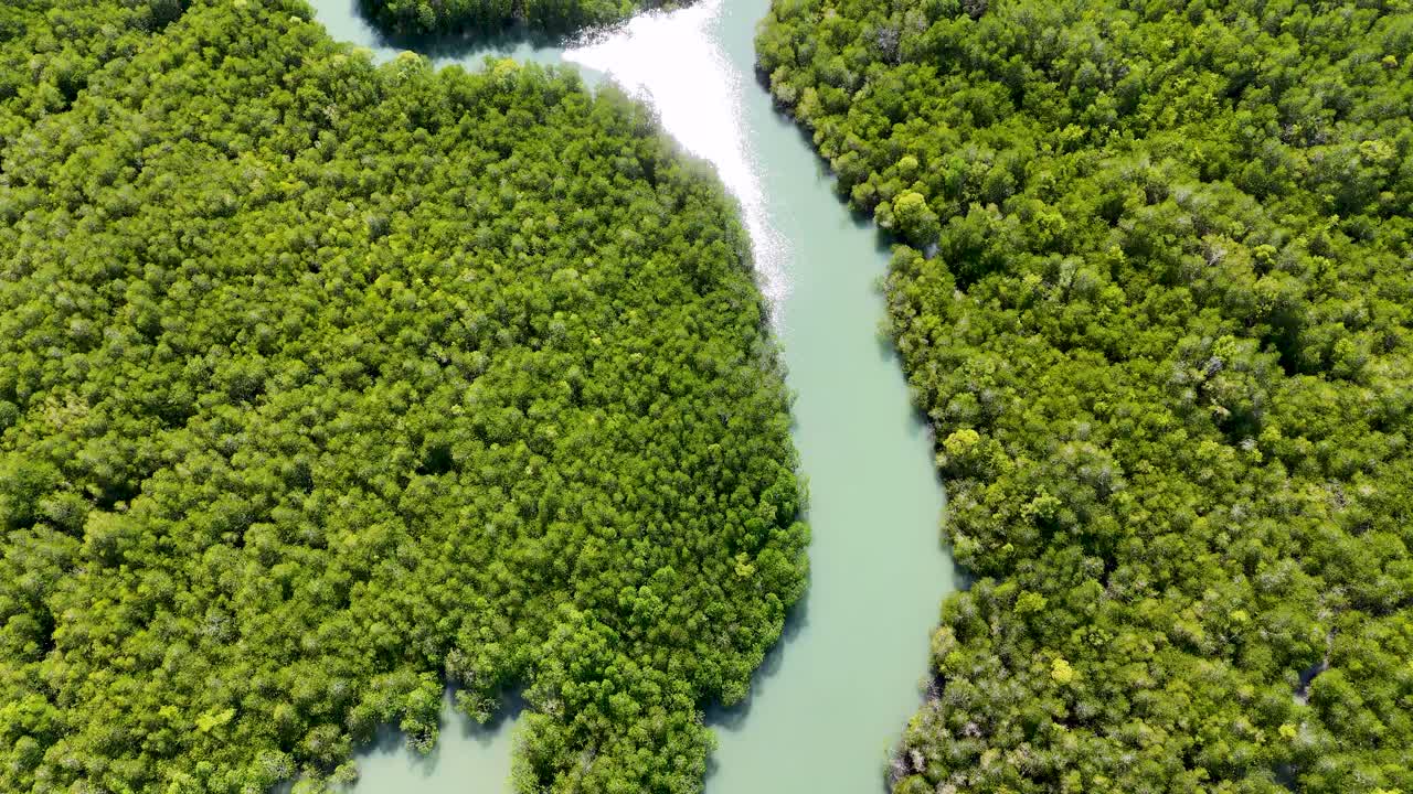 Drone footage captures lush mangroves and winding river in Phang Nga, Thailand, showcasing vibrant greenery and serene natural beauty
