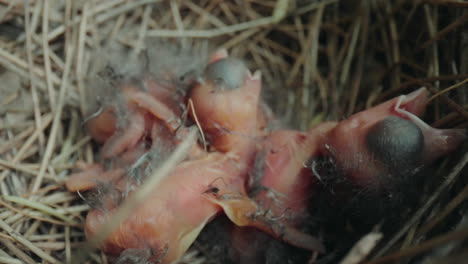 hungry newborn cardinal hatchlings crying for food from their mother in the nest