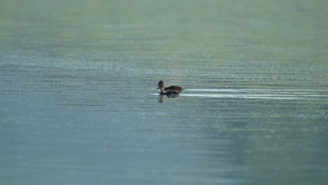 Two-Canada-Goose-goslings-swimming-around-in-a-lake-in-the-morning-light