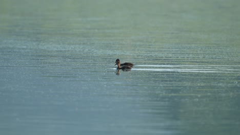 dos goslings de ganso de canadá nadando alrededor de un lago en la luz de la mañana