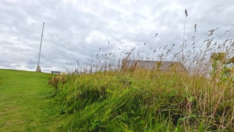 a grassy hill with tall plants