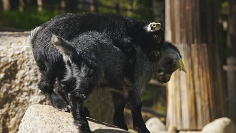 Süße-Schwarze-Babyziegen,-Die-über-Einem-Felsen-Spielen