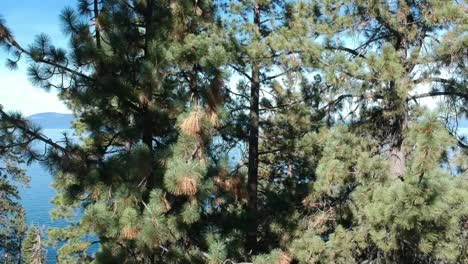 rising pedestal view tall pine trees reveal large fresh water lake low mountains