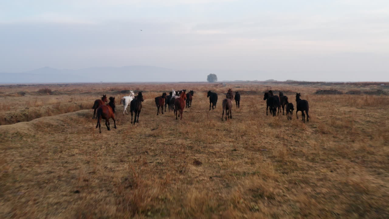 Widok z tyłu dzikich koni pędzących w okolicy Kayseri w Turcji - ujęcie z drona