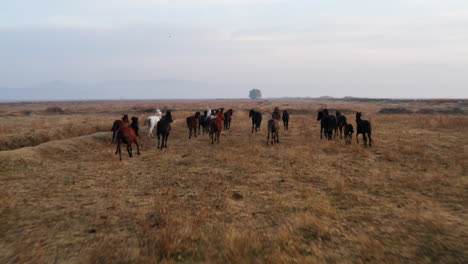 Rückansicht-Von-Wildpferden,-Die-Im-Kayseri-Gebiet-In-Der-Türkei-Laufen---Drohnenaufnahme