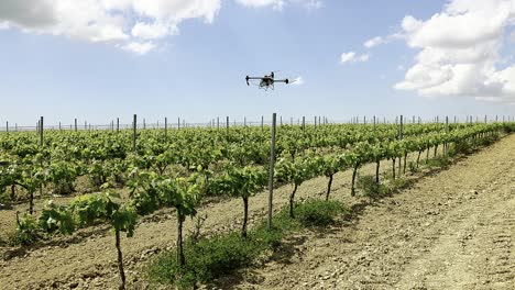 the agras t50 flies smoothly over vineyard rows, spraying with precision in golden sunlight. drone farming at its finest.