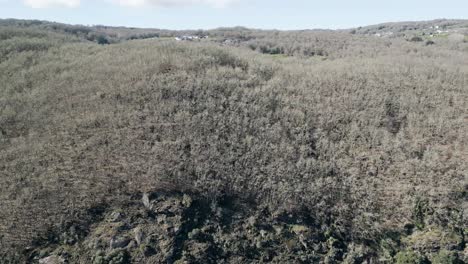 Panoramic-aerial-dolly-to-leafless-tree-textured-mountain-landscape-on-hillside-in-Spain