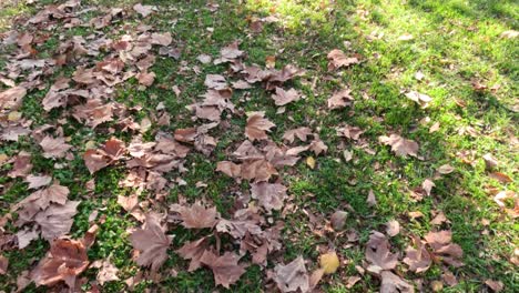 autumn leaves scattered in a riverside park