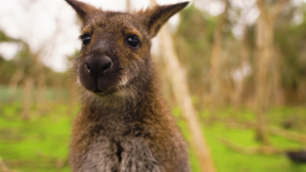 fotografía en primer plano de un bebé wallaby masticando y llamando frente a la cámara