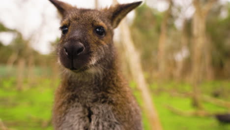 Slow-motion-close-up-shot-of-a-baby-wallaby-chewing-and-calling-in-front-of-the-camera
