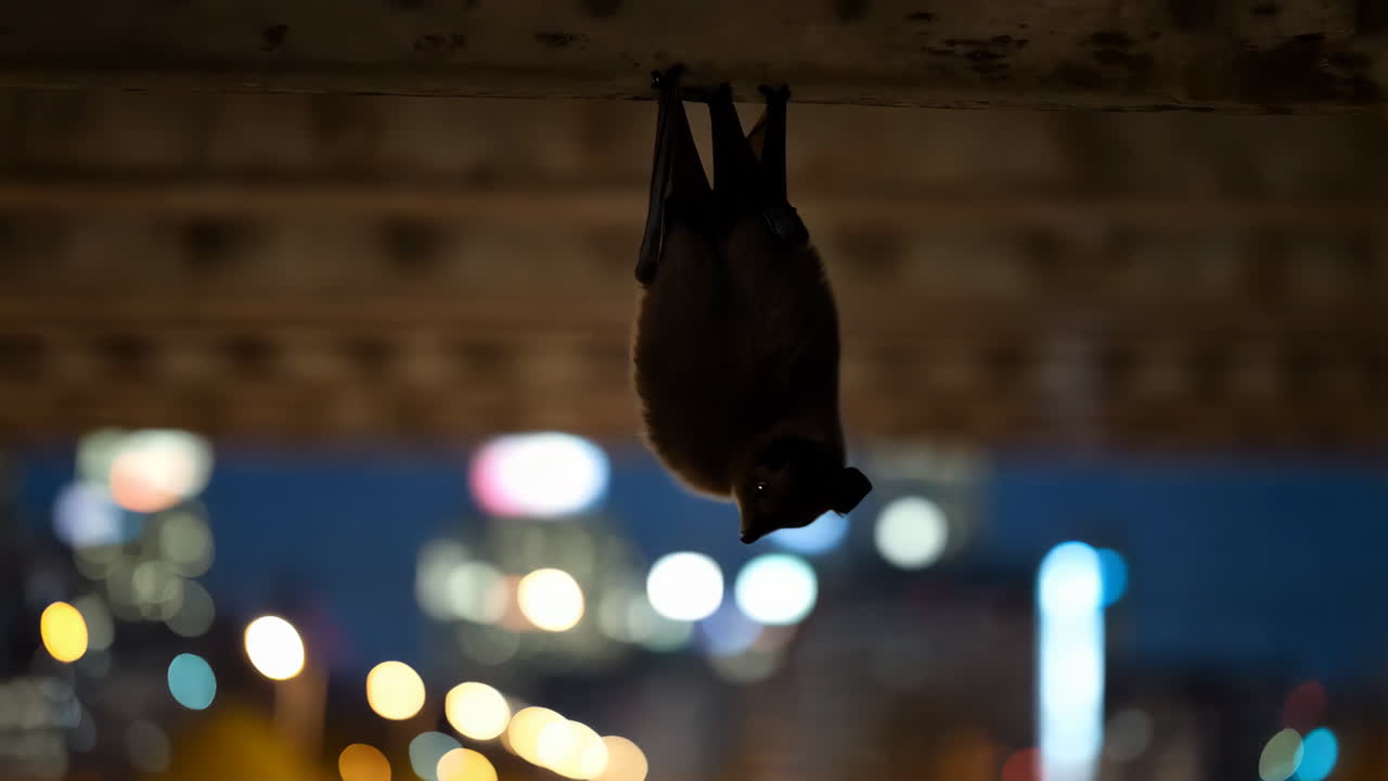 Bat Hanging from Bridge at Night