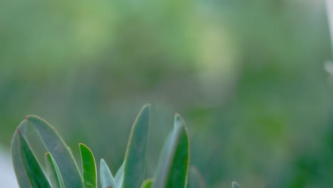 pulling focus over the leaves of plants.