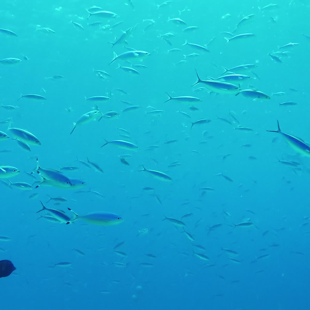 다채로운 열대어와 산호초 해양 수중 장면