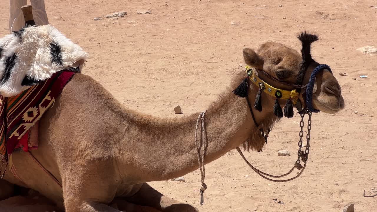 Up-close Camel in Wadi Rum, Jordan, popular travel destination for tourists during the day 4K 30fps