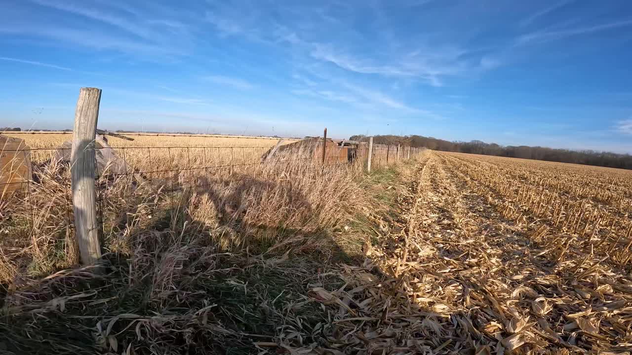 punto de vista - conducir utv a lo largo de una cerca de alambre de púas entre dos campos de maíz cosechados