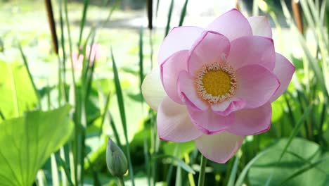 Close-up-of-Fully-Blooming-Lotus-Flower-Slow-Motion,-Blurred-Background