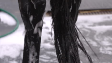 a stablehand washes the tail of a dark brown show horse before an equestrian competition