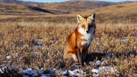 a red fox sits in a snowy field