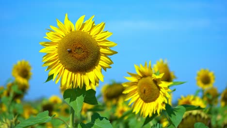 bright day in summer with in the wind swaying sunflowers and working bees on its blossoms and butterflys passing by the scenery fast