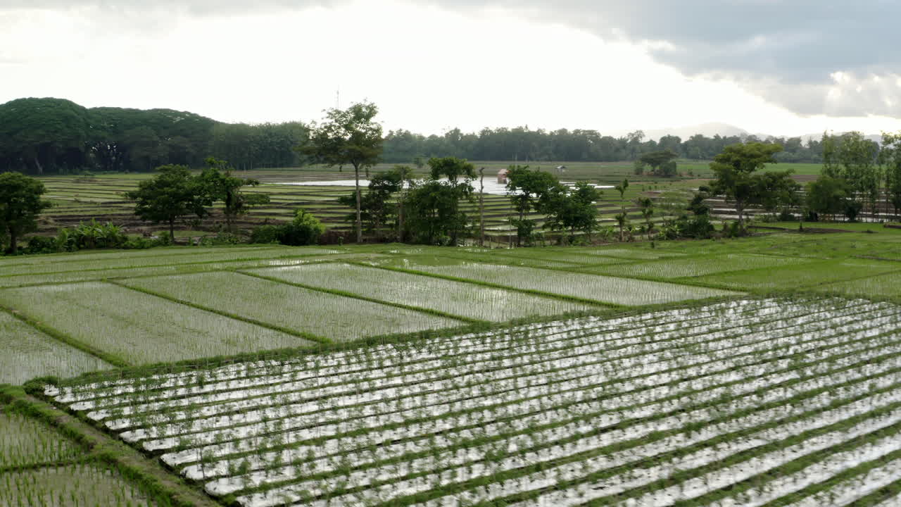 Melayang di atas sawah hijau di Jawa Timur, Indonesia
