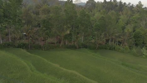 hd-4k-bali rice fields-2018
