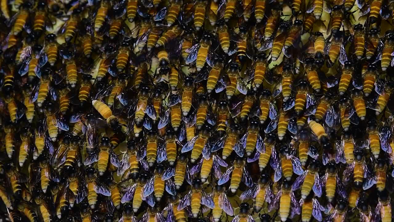se sabe que las abejas melíferas gigantes construyen grandes colonias de nidos con bolsillos simétricos hechos de cera para almacenar miel como fuente de alimento.