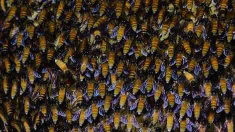 Se-Sabe-Que-Las-Abejas-Melíferas-Gigantes-Construyen-Grandes-Colonias-De-Nidos-Con-Bolsillos-Simétricos-Hechos-De-Cera-Para-Almacenar-Miel-Como-Fuente-De-Alimento.