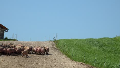 pigs breeding outdoors, bio, food