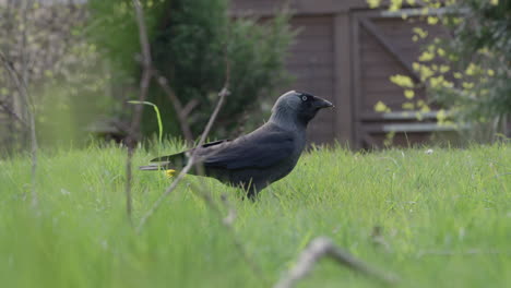 jackdaw in grass pauses and flies away