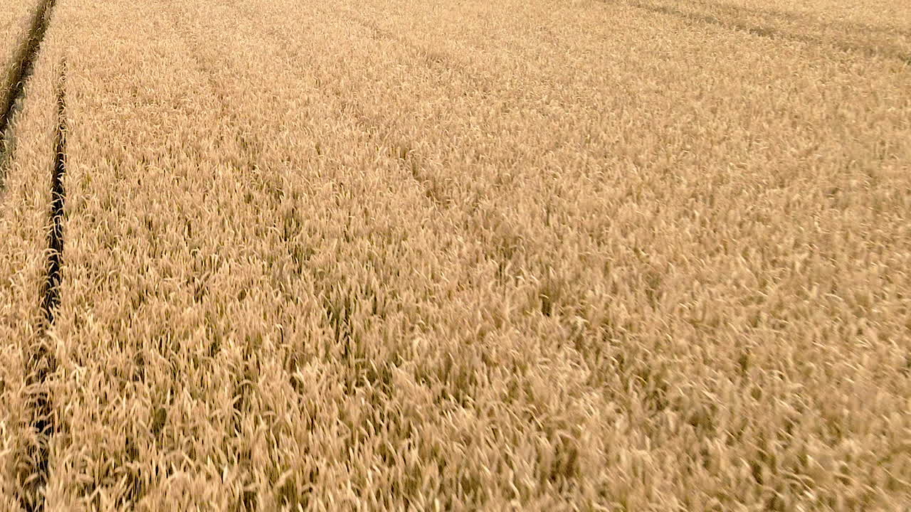 antena hacia atrás sobre el campo de trigo amarillo dorado, los cultivos se balancean de un lado a otro en la suave brisa, cierran el vuelo rápido hacia atrás
