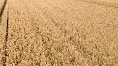 aerial backward over gold yellow wheat field, the crops sway from side to side in the gentle breeze, close up fast backward flight