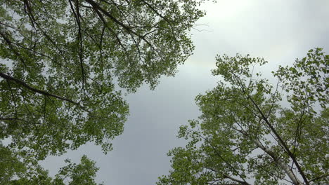 green deciduous treetop, directly below