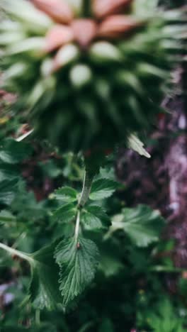 close-up of a flower and leaves