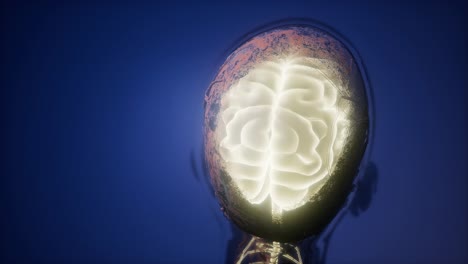 anatomía del cerebro humano