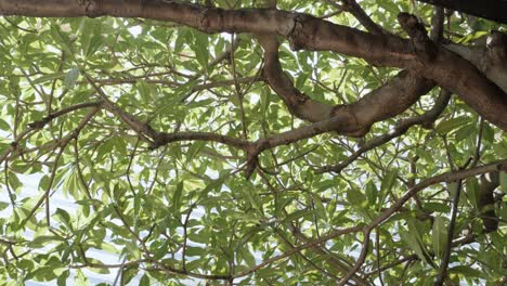 sun light shine through green tree in the morning day