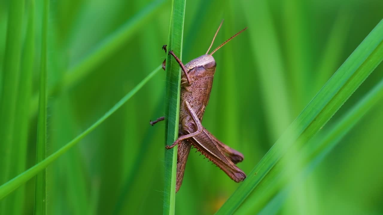 자연스러운 초록색 배경의 잔디에 갈색 초파리의 매크로가 접근하고 있습니다.