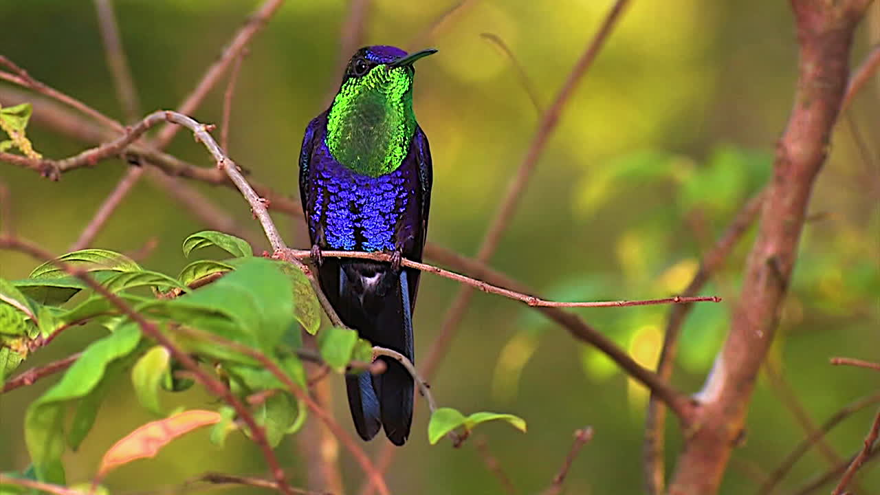 열대우림의 나뭇가지에 선명하고 아름다운 바이올렛 왕관을 쓴 우드님프 벌새