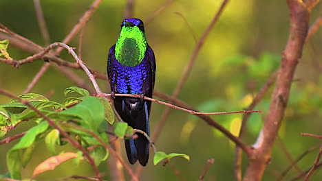 the vivid and beautiful violet crowned woodnymph hummingbird on a branch in the rainforest