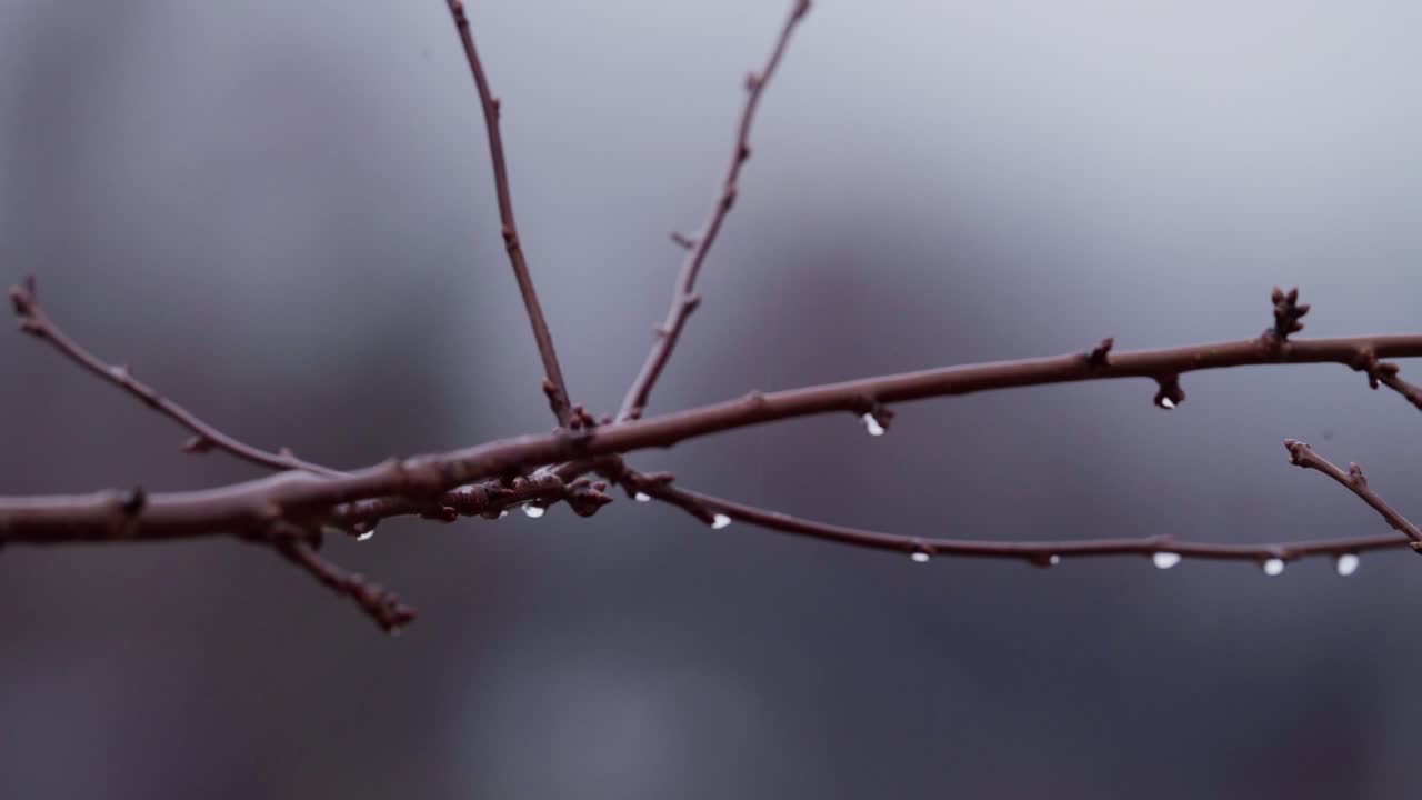 Raindrops Drip On Small Branches