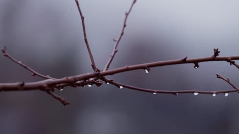 raindrops drip on small branches